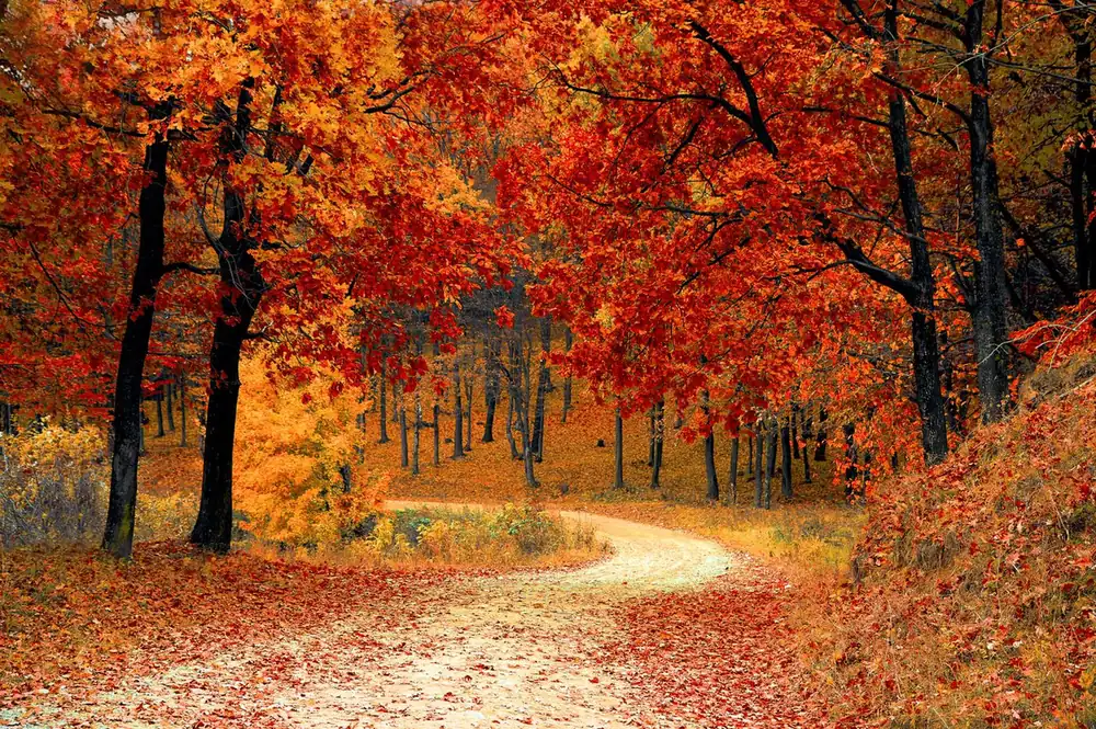Herbstlicher Waldweg mit orangefarbenem Laub