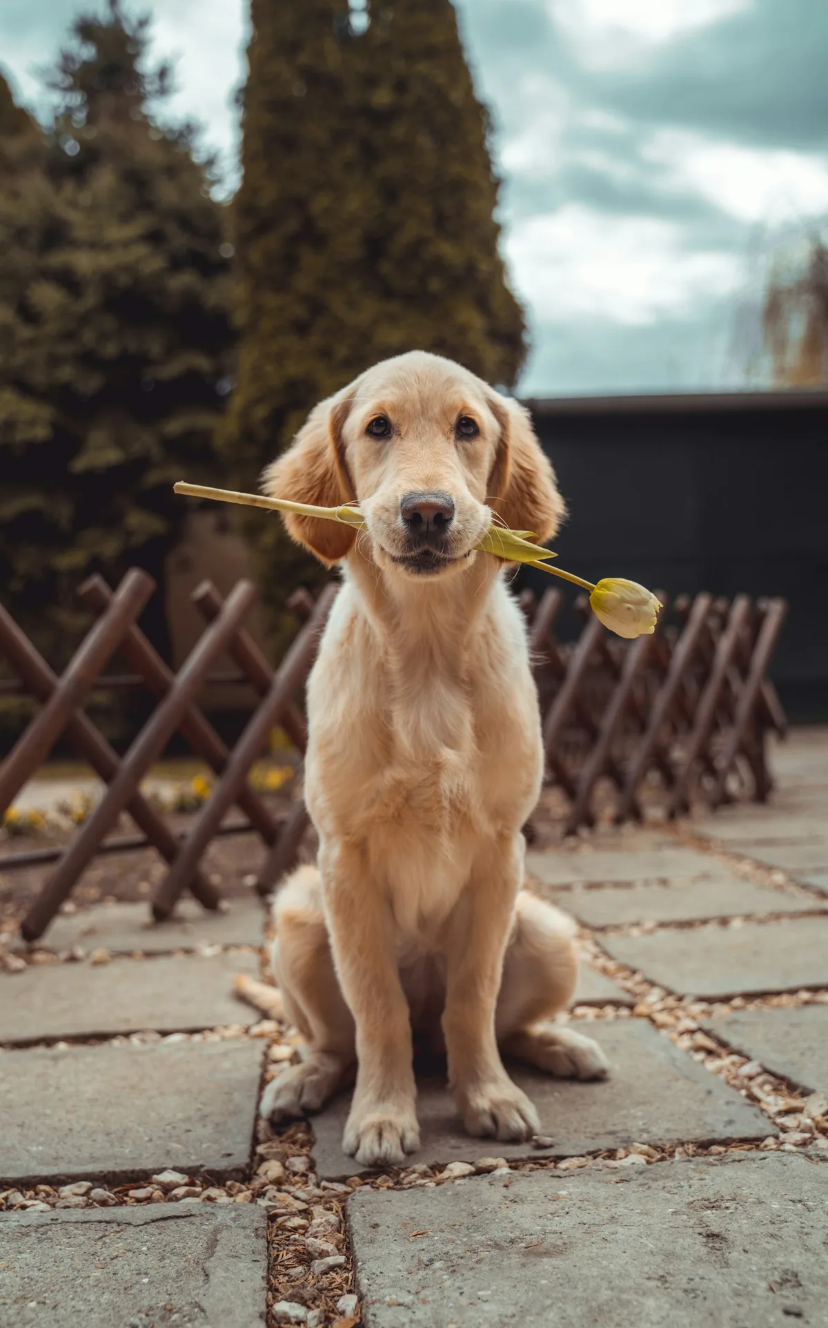 Golden-Retriever-Welpe mit einer Tulpe im Maul vor Holzzaun